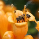 abeille-butine