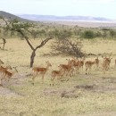 faune-kenya