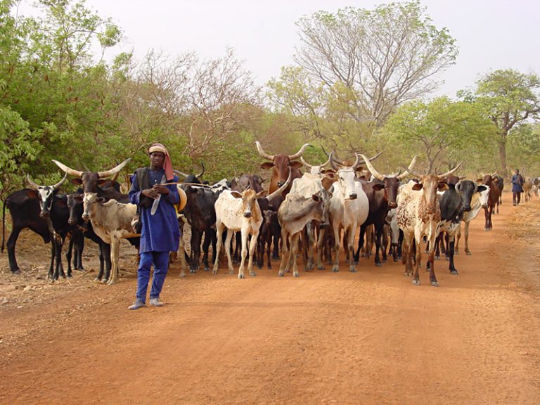 Pastoralisme en Afrique