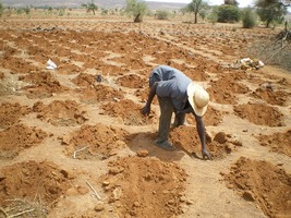 Pratiques intensives de zaï/tassa en vallée de Badaguichiri, région de Tahoua, Niger.